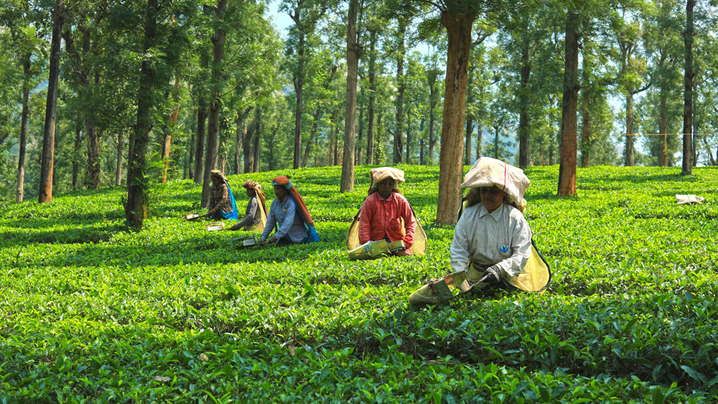 Tea Estate and Factory