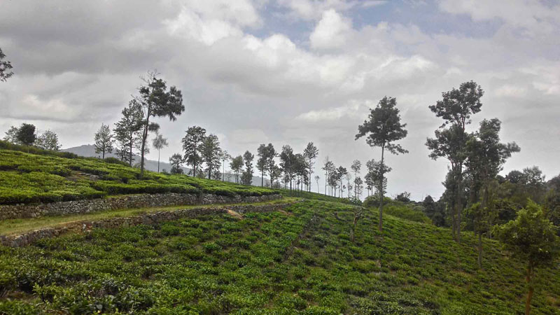 Precious and Prime Tea Estate For Sales