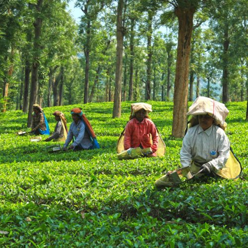 Tea Estate and Factory