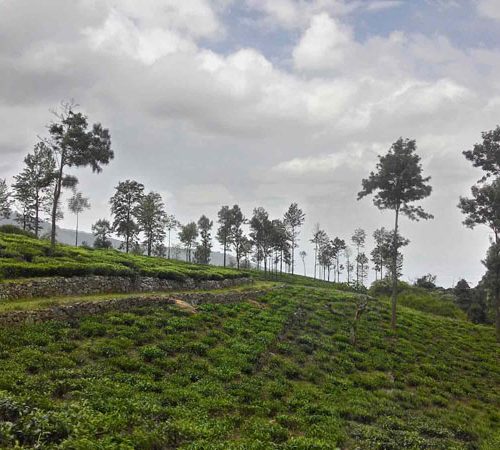 Precious and Prime Tea Estate For Sales